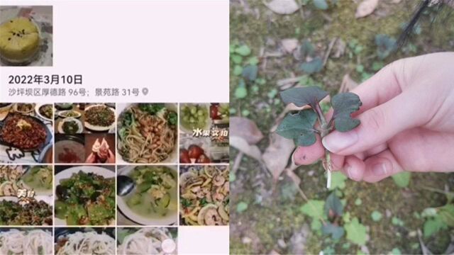 重庆师范大学被封校,女生翻相册追忆美食,憋不住了在学校挖折耳根