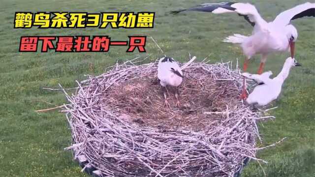 雌雄鹳鸟杀掉3只幼崽,留下最强壮的一只,将其培养成人