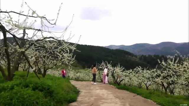 感受绽放的春意!贵州龙里醒狮镇万株李花似雪景