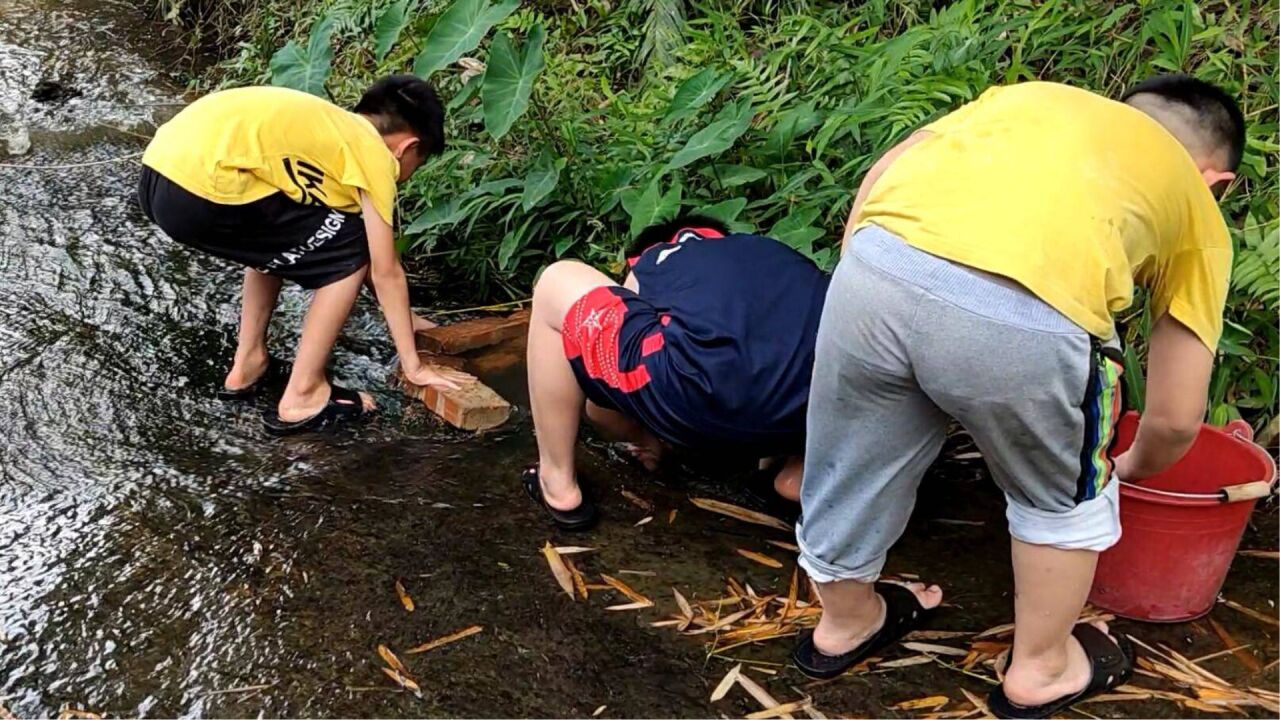 小学生水沟抓鱼,不需要用任何渔具,徒手就能抓到一桶