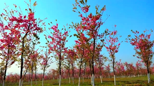 振兴路上花芬芳⑦|年年春暖绽樱花 石林以花兴旅助经济