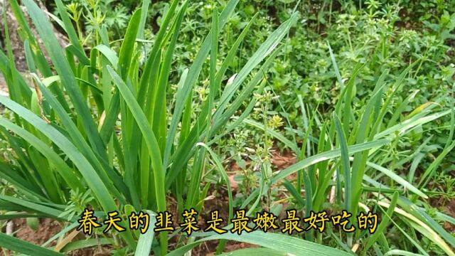 分享韭菜长得又粗壮又嫩的种植方法,不但药也能防止韭蛆,无公害