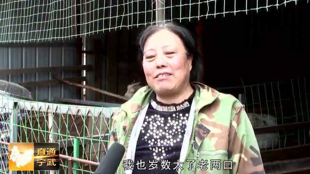 【直通宁武】市人大代表王丽霞:扎根农村当“牛倌” 农牧一体发“牛财”