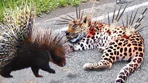 天哪!豹子在试图攻击刺猬时不幸身亡-刺猬攻击了豹子、狮子！
