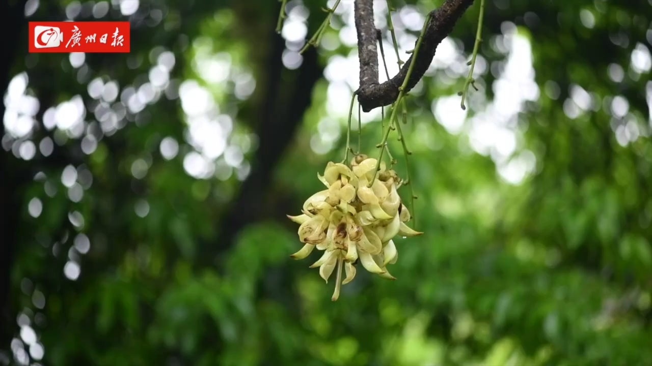 天鹿湖禾雀花图片