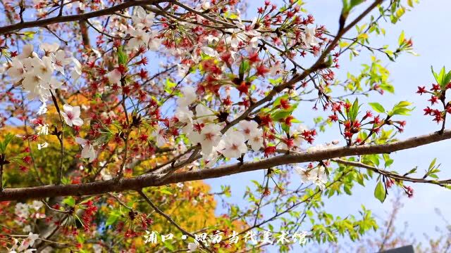 云赏花!浦口最好的春色都在这里!