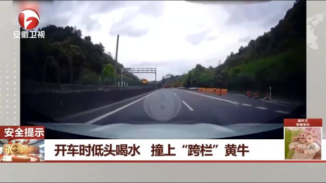 男子开车时低头喝水,撞上“跨栏”黄牛,警方对其处罚