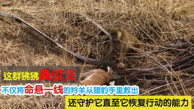 羚羊被猎豹捕获危在旦夕,关键时刻狒狒仗义出手成功帮其豹口逃生