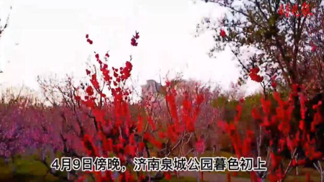 果然视频|航拍济南泉城公园大碧桃园,蛰伏一年献礼春天