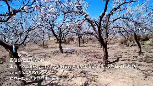 甘肃东乡:杏花芬芳春意浓