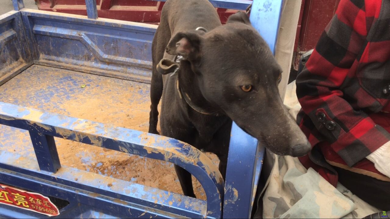 河南农村狗市偶遇1条纯黑细犬,知道主人要卖掉它,眼神充满无助