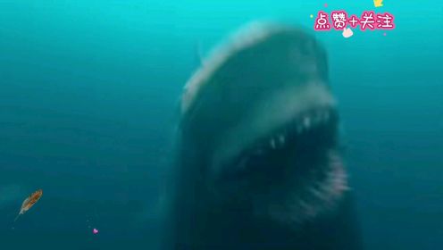 #鲨鱼#电影剪辑#探索海底