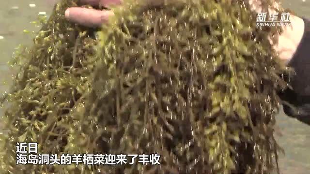 最美海岛四月天 羊栖菜丰收正当时