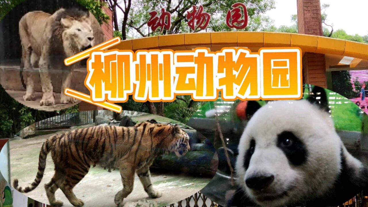 孩子們喜歡的柳州動物園,就是動物少了點,你覺得是嗎?