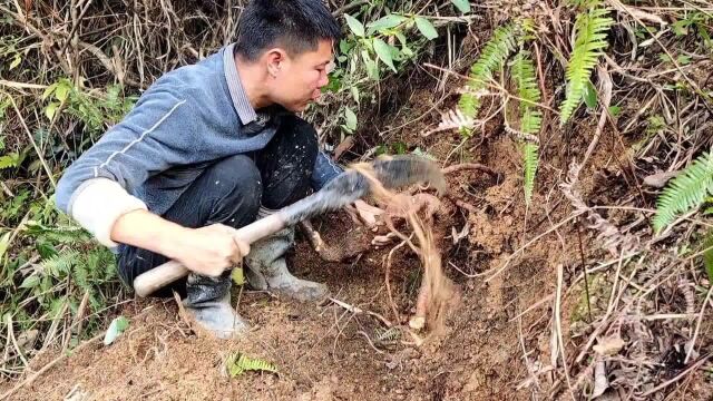 阿文受河南粉丝所托帮忙挖可以治疗癌症树根有认识的吗