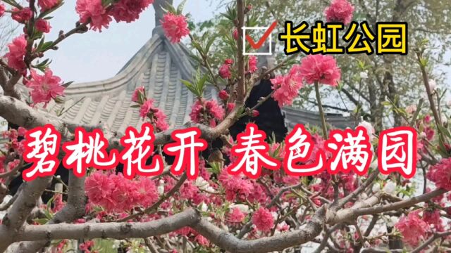 天津长虹公园,碧桃花开,春色满园,胜过三月桃花堤,美醉游人!