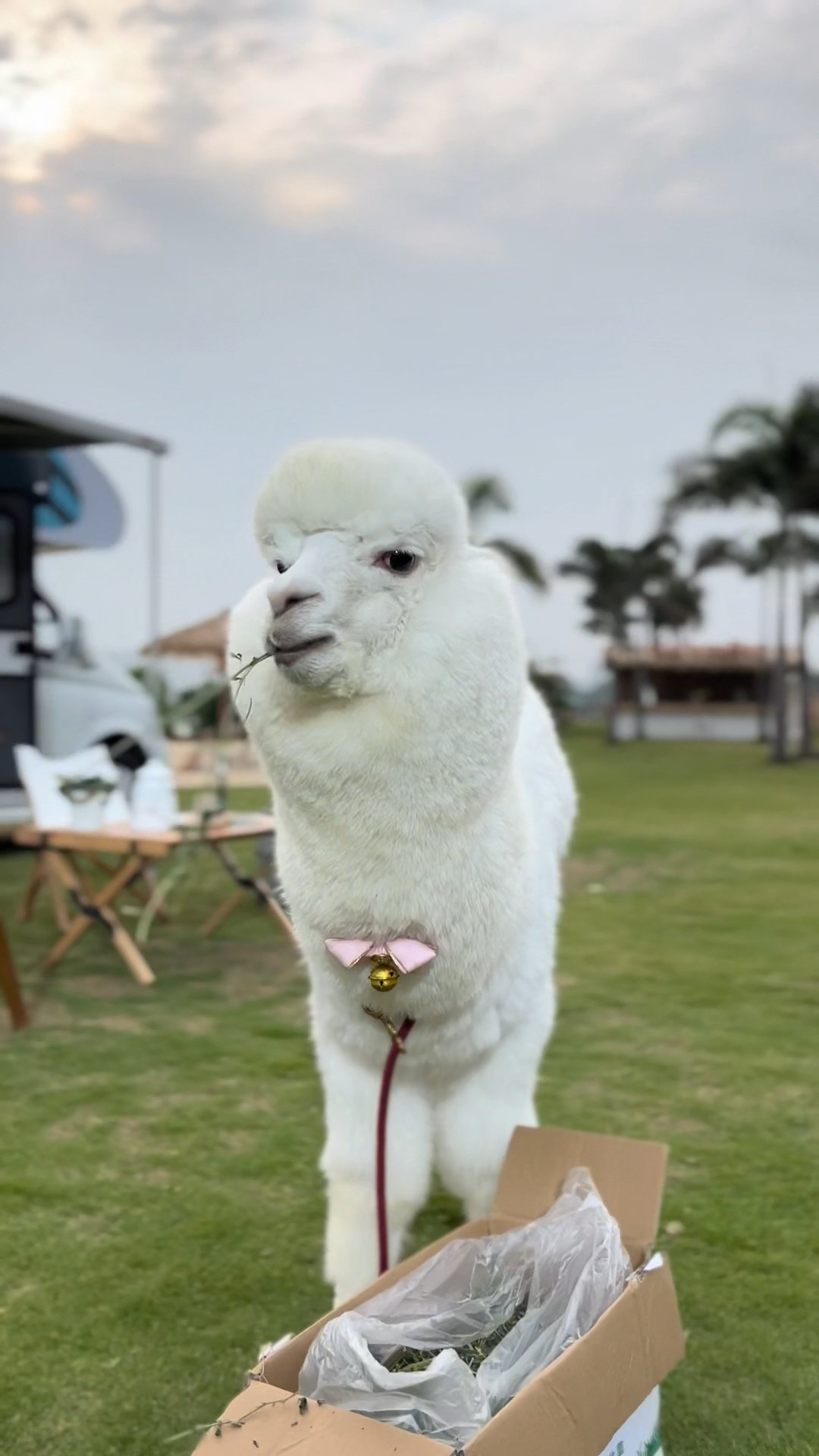 这样的小羊驼你喜欢吗