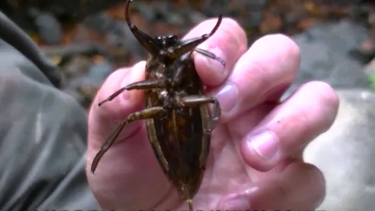 這種生物叫田鱉,據說被它們咬一口會造成肌肉溶解