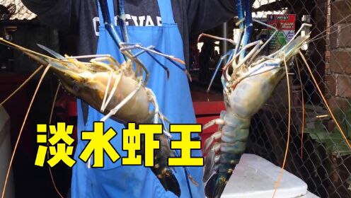 罗氏虾的养殖和收获，手臂粗的公虾，比龙虾还美味