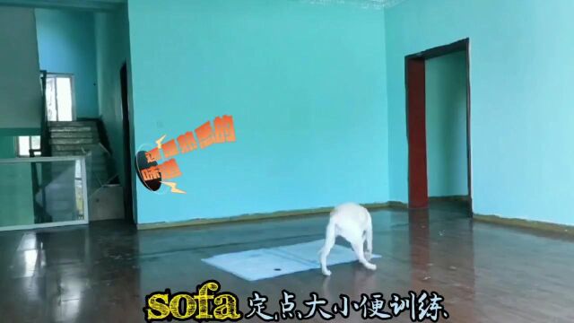 拉布拉多sofa定点上厕所训练