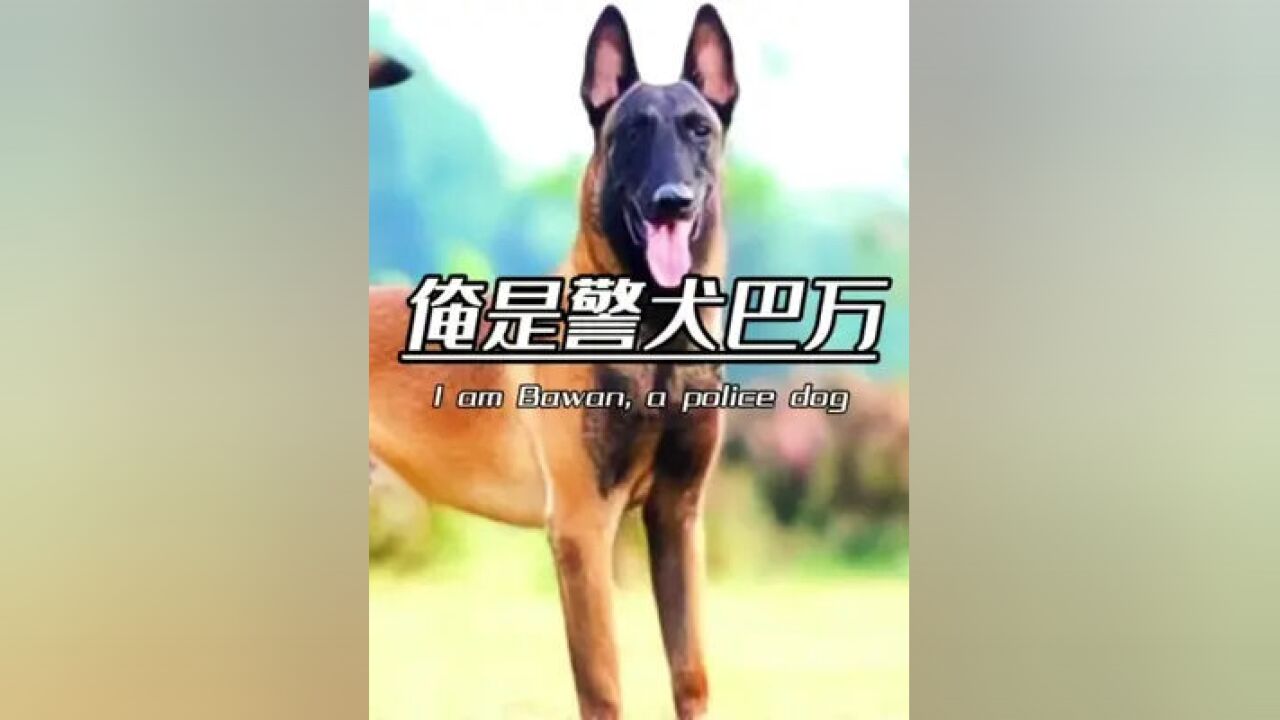 我是警犬巴万