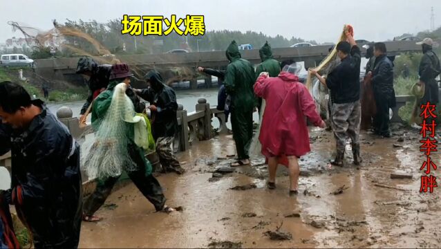 上百号人桥头排队撒网,大鲤鱼连着往上拉,鱼获用车装,太火爆了