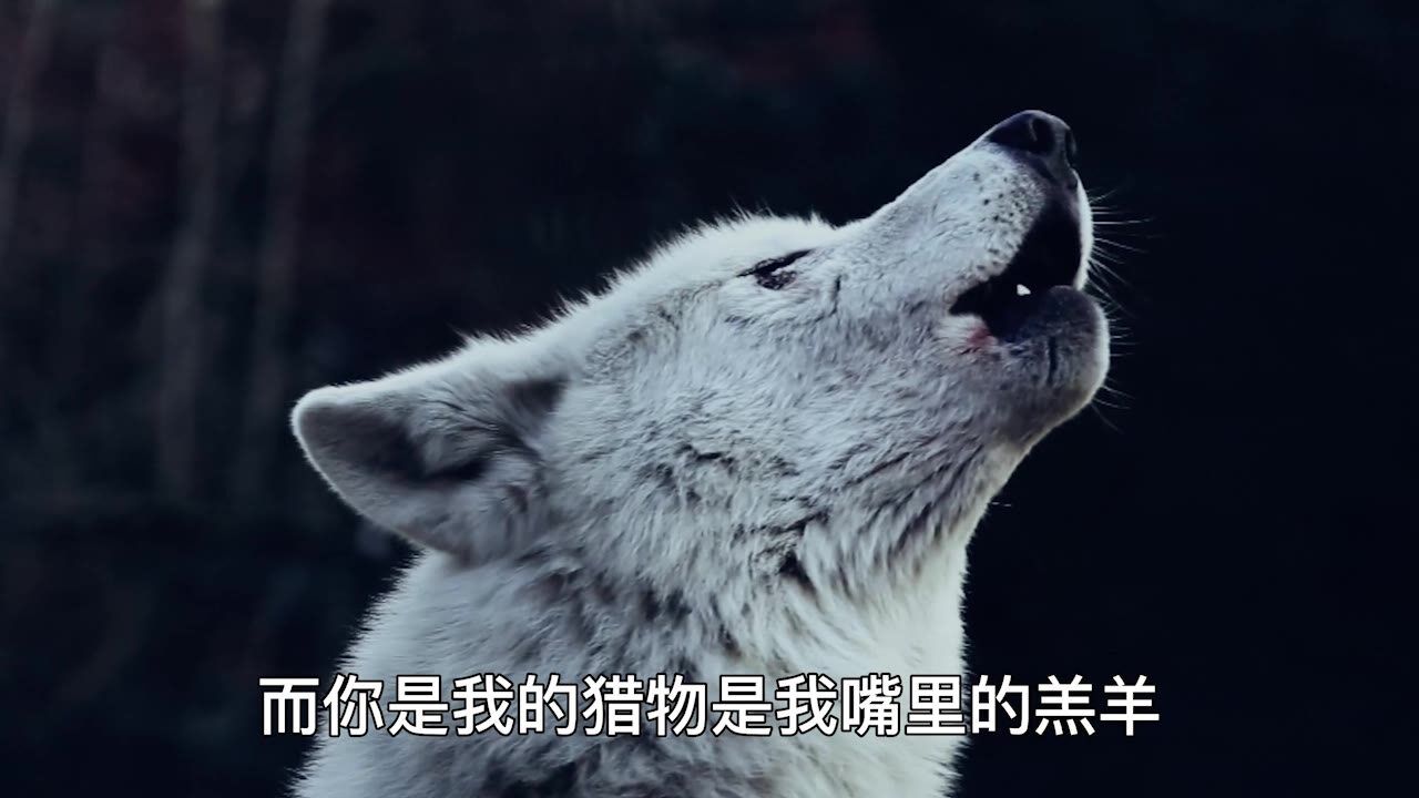 披着羊皮的狼,高清画质,优质音乐