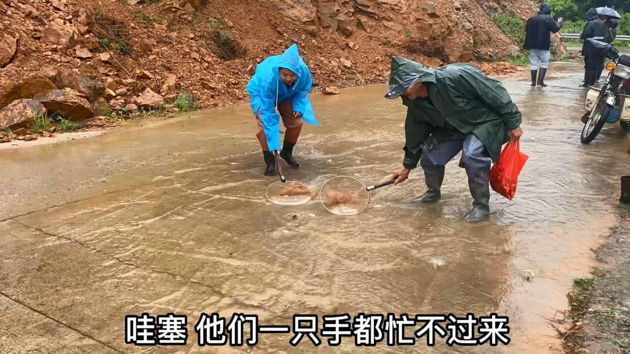 暴雨過後,魚塘出水口衝出好多魚,村民來撿漏,一隻手都忙不過來