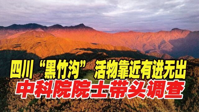 四川禁地“黑竹沟”,活物靠近有进无出,中科院院士带头前去调查