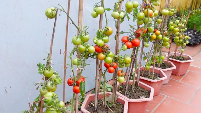 西红柿种植很简单,学会这2个小方法,你也能种植出高产的西红柿