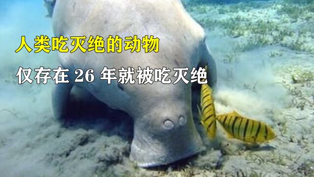 那些被吃灭绝的动物,50亿只旅鸽也难逃一劫,26年就被吃灭绝