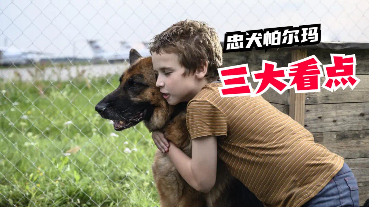 《忠犬帕尔玛》飙泪上线,三大看点展现忠犬温情