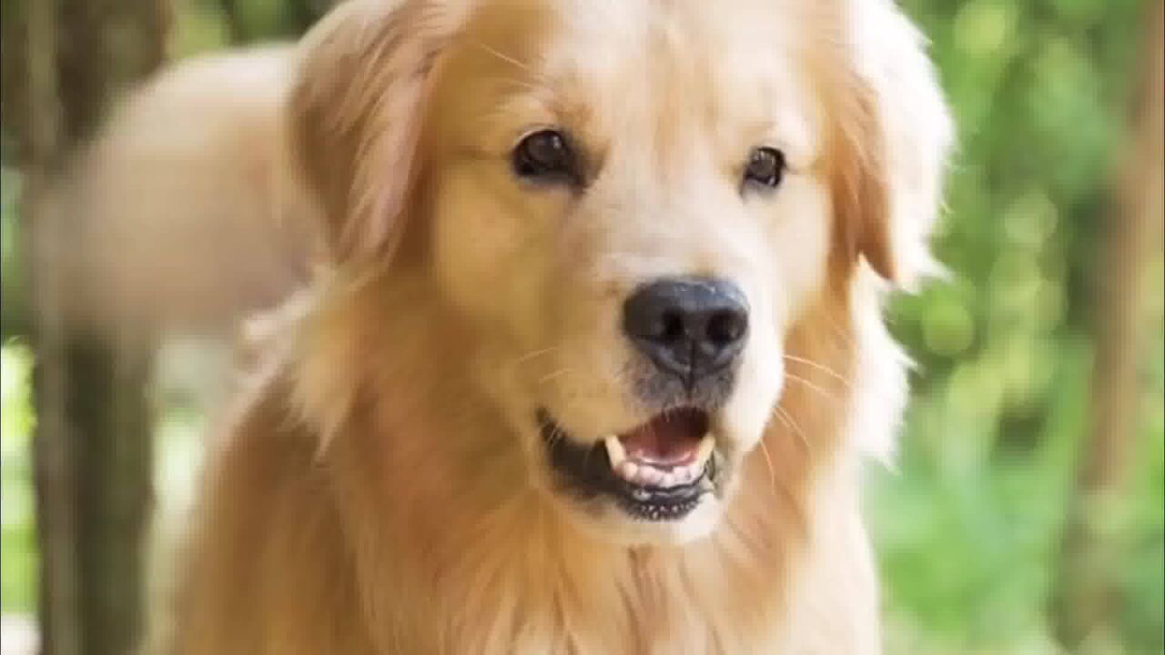 金毛路虎的农村生活,它干农活在山间发现一只落难的小猫咪!