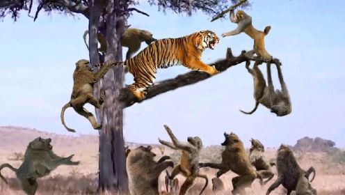 动物世界 老虎捕猎时刻