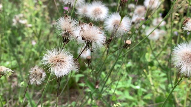 春天春季实拍野花小草中草药视频蒲公英 