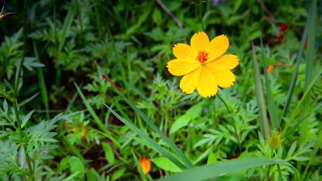 鲜艳花朵实拍风景视频