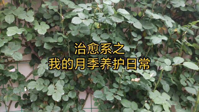 治愈系之我的月季养护日常