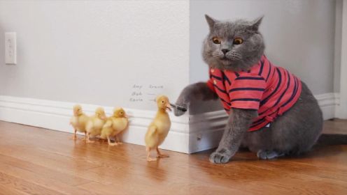 喜剧《迈克猫》：猫咪救下四只小鸭子，却被它们当成鸭妈妈，从此生活在一起
