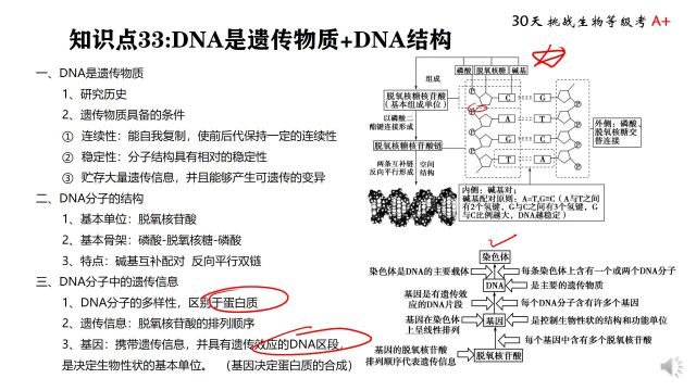 等级考 知识点 33 DNA是遗传物质+DNA结构