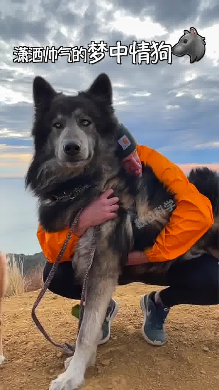 蓝湾牧羊犬