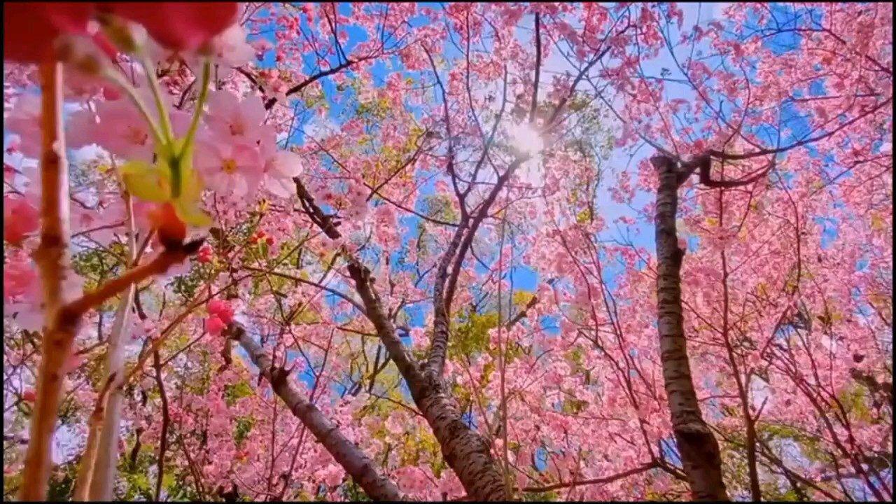 喜歡的輕音樂紅棗樹