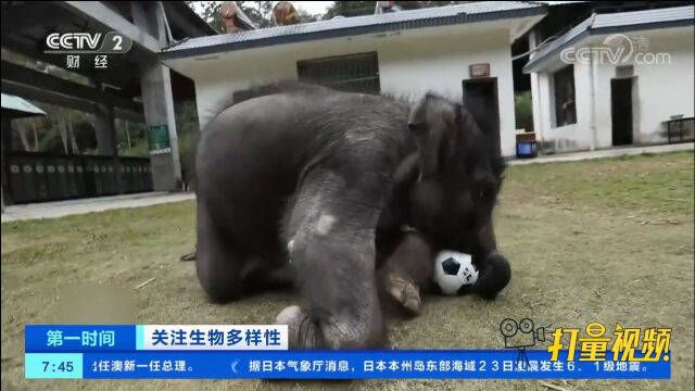 关注生物多样性!我国野生亚洲象种群数量增加至约300头