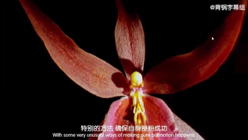 达尔文与兰花orchid