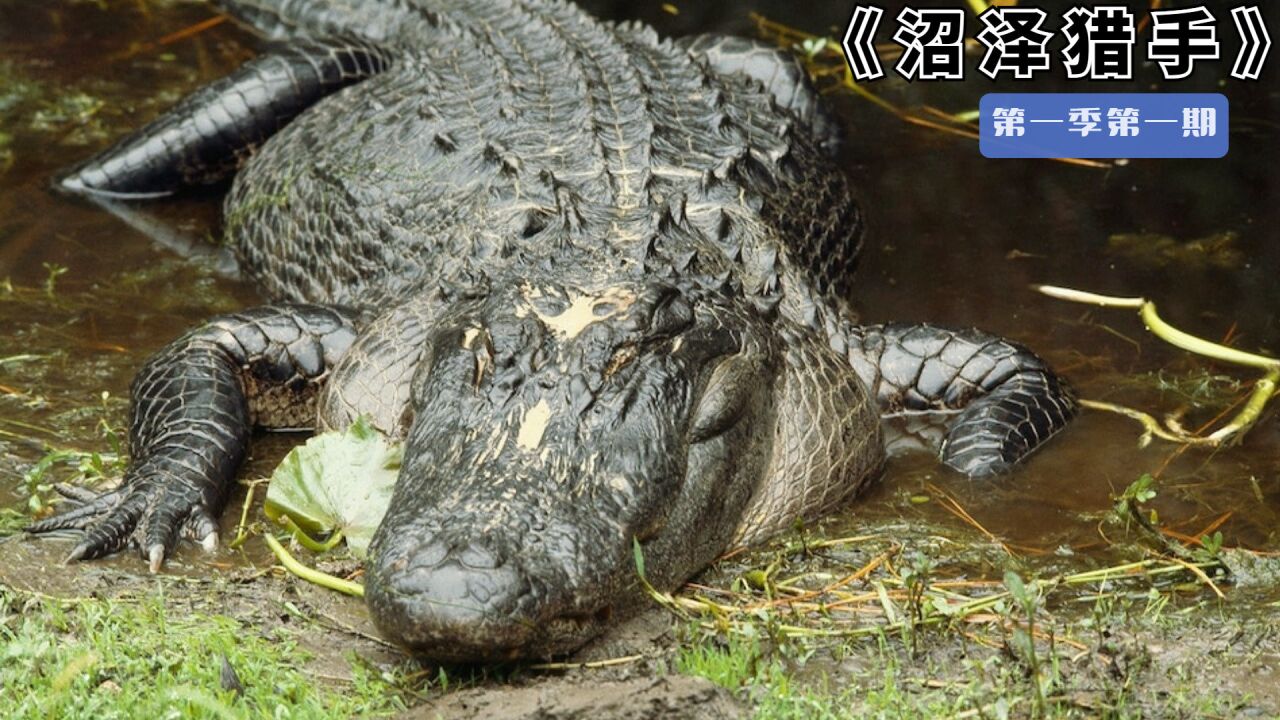 沼泽猎手:随着夏季来临捕鳄猎手化身硬核钓鱼佬用火鸡钓鳄鱼!