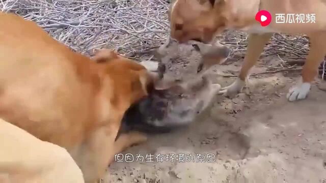 野兽和家畜的区别,关着的野狼和一只巨型犬,差距一目了然