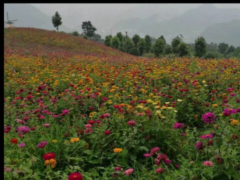 带你看小众景点…贵州遵义桐梓县黔北花海,4A级旅游景区,重庆人的避暑圣池