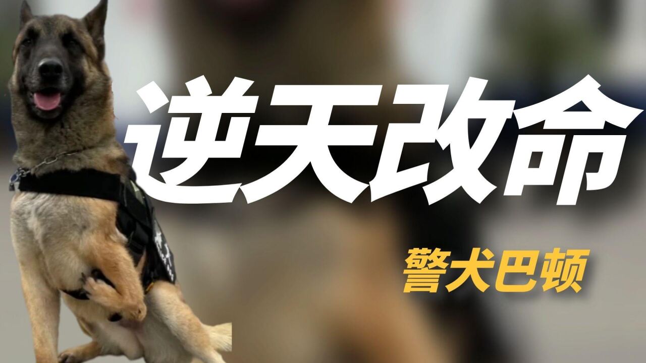 "网红警犬"巴顿:天生只有三条腿,却凭实力赢得所有人的尊重!