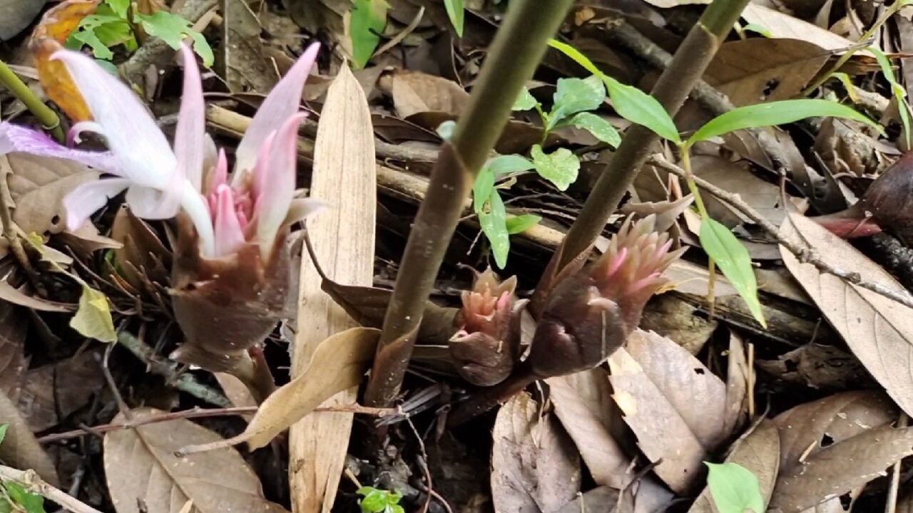 阳荷姜是一种很美味的野生植物,有着"亚洲人参"之称