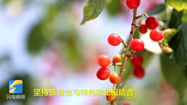 乳山市:以“樱”为媒 助力乡村振兴