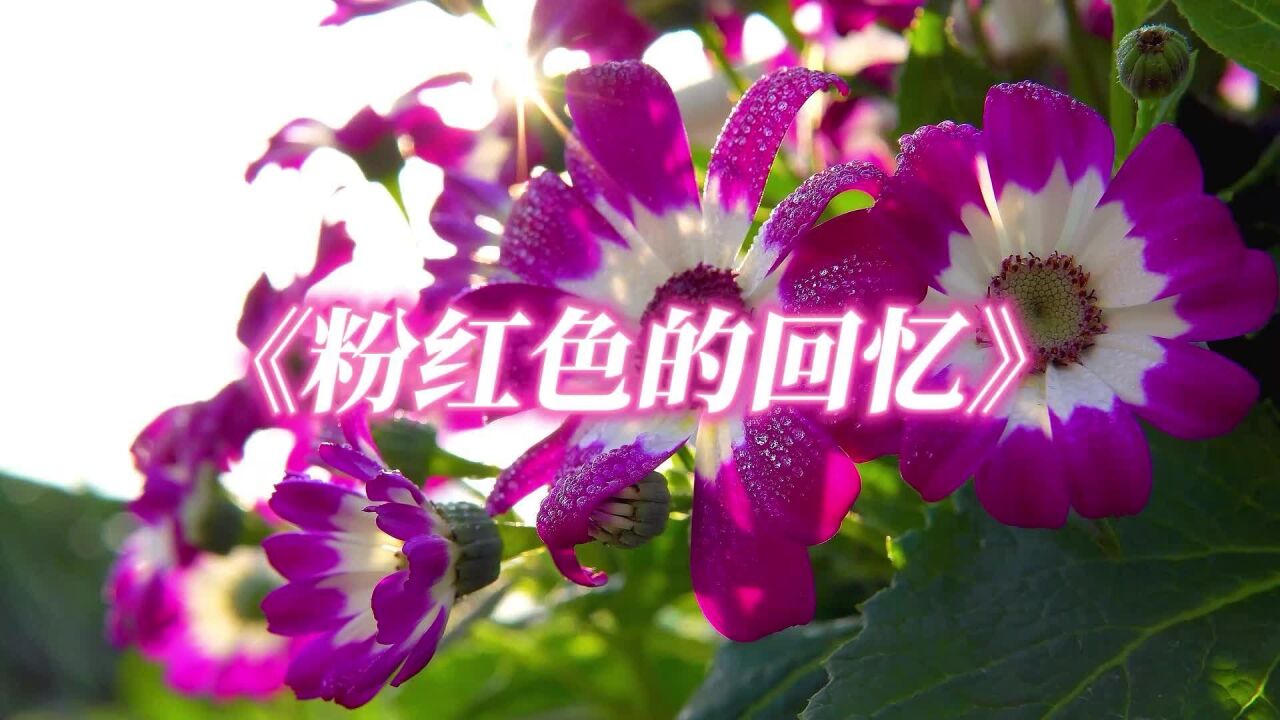 經典歌曲《粉紅色的回憶》